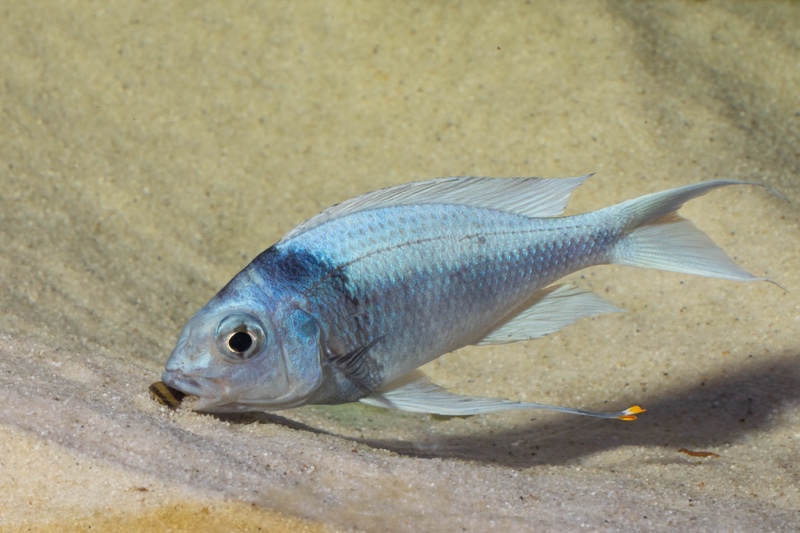 Ophthalmotilapia ventralis 'Kafyoko Point'